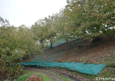 Uno scorcio del castagneto con le reti per la raccolta