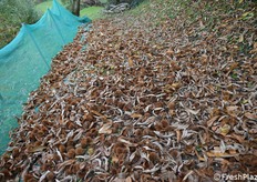 Uno scorcio del castagneto con le reti per la raccolta