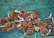 Particolare di ricci e marroni