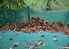 Il castagneto con le reti per la raccolta