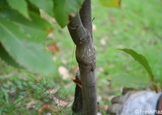 Innesto del marrone su castagno