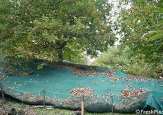 Uno scorcio del castagneto con le reti per la raccolta