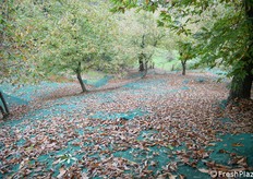 I marroni rotolano fino in fondo alla rete dove vengono raccolti con facilità