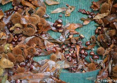 L'annata 2024 si sta confermando abbondante e di buona qualità