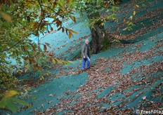 Renzo Panzacchi in mezzo al castagneto