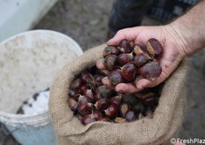Marroni prima del lavaggio