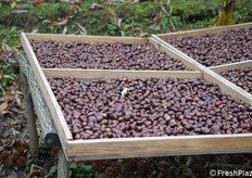 Stesi ad asciugare dopo il lavaggio