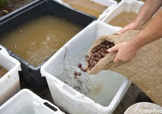 I marroni raccolti vengono lavati in quanto le piogge dei giorni precedenti li hanno sporcati