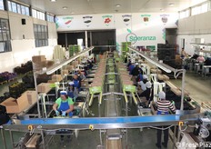 Due linee di lavorazione; a dx. si intravede la terza linea