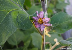 Primo piano a un fiore di melanzana