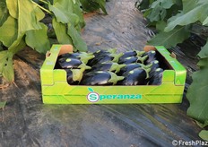 Cassetta a marchio posizionata a favore di obiettivo