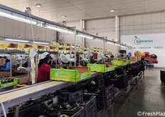 Linea di lavorazione