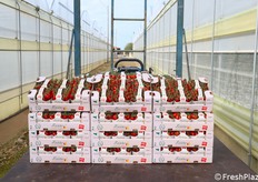 Datterino rosso appena caricato sul trattore per essere pallettizzato e spedito