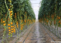 Filare di datterino giallo