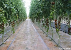 Midi plum zebrato: questo pomodoro, per colore e forma, è da anni molto ricercato nel comparto Ho.re.ca