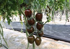Dettaglio grappolo di pomodoro zebrato. In realtà il colore è nerastro, screziato di venature verdi scure