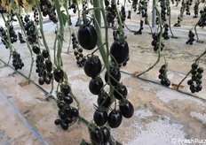 Impressionante la colorazione nera di questo midi plum