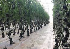 Filare di pomodoro nero