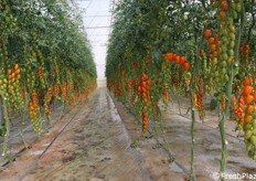 Nelle insalate colorate miste fa di sé bella mostra anche il datterino arancione. Qui fotografato nel in uno dei tanti filari dell'azienda