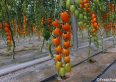 Grappolo di datterino arancione