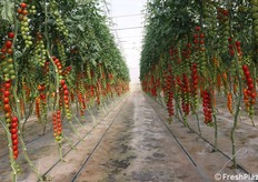 Filare di pomodoro ciliegino rosso. Si tratta di una varietà di gusto, dalle dimensioni piuttosto contenute.
