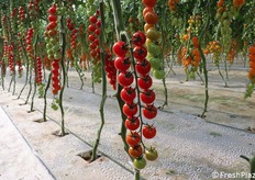 Grappolo di ciliegino