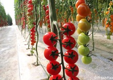 Dettaglio sui sepali a forma di stella: l'aspetto è molto invitante