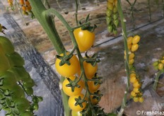 Dettaglio sui frutti e sul rachide: verde e carnoso