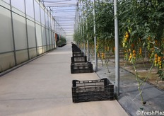 Come si vede la pulizia all'interno delle serre di Russo è esemplare. In bella vista le cassette che serviranno alla raccolta del prodotto