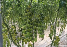 Grappolo a tre lische di datterino verde. Questa varietà è presente sui mercati da relativamente pochi anni; altri produttori si sono cimentati nella sua coltivazione, ma solo Gioacchno Russo è riuscito a farne una bella produzione