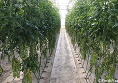 Uno dei tanti fiilari di datterino verde presenti in azienda