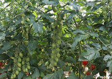 Anche i palchi alti sono perfettamente allegati