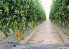 Pomodoro della tipologia San Marzano, dal calibro molto importante