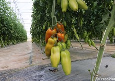 Un grappolo di pomodoro della tipologia San Marzano, carico e possente
