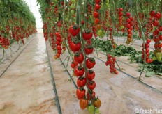 Dettaglio del pomodoro "Cubello", che ricorda un Habanero 