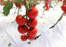 Il grappolo arriva anche a sette frutti, sempre eleganti e di un rosso acceso.