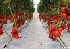 Filare di top 2705 F1. Un prodotto che si presenta bene a prima vista, con una crescita regolare.