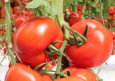 Primo piano dei frutti di Top 2705 F1