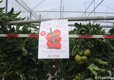 Top 2705 F1 di TSI Italia