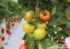 Top 2705 F1, si fa raccogliere anche come insalataro