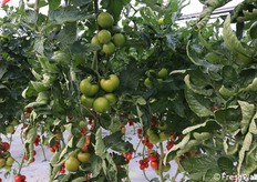 La pianta si sviluppa bene ed è produttiva