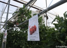 A confronto anche il pomodoro tondo liscio a grappolo Carlitos F1 di TSI Italia che, con una pezzatura importante (200-250gr) è maggiormente richiesto per il canale del commercio all'ingrosso, specialmente nel sud Italia.