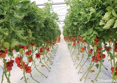 Anche Carlitos, in questa serra vetrina, si presenta con una produzione piuttosto regolare