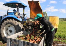 Momento della raccolta meccanizzata