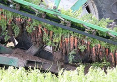 La cavatura delle carote. Il fogliame contribuisce all'estrazione del fittone.