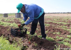 Le carote che non riescono a essere cavate meccanicamente vengono estratte manualmente
