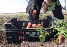 Il ciuffo viene tolto a mano e la carota finisce in una cassetta