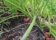 Carote ancora interrate