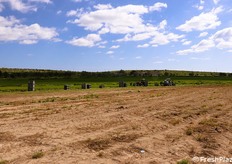 Landscape rurale, sullo sfondo attività di raccolta delle carote novelle