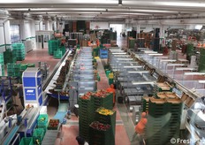 Linea di lavorazione ortaggi (peperoni in questo caso) - Op Fonteverde